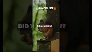 🤯Amazing fact about squirrel🐿️ #shortsfeed #shorts #trending #viral #youtubeshorts #facts #squirrel
