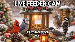 LIVE FEEDER CAM &ndash; Gentle Snowfall Before Christmas | Easthampton, MA (Dec 23)
