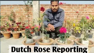 How to plant roses that won't die || Dutch Rose Reporting