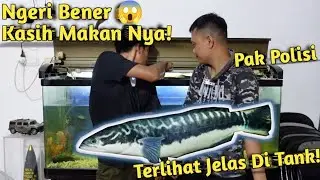 LELE BESAR DITELAN HABIS! KASIH MAKAN TOMAN MONSTER PAK POLISI DIDALAM AQUARIUM