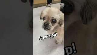 Ms pies soda pop dance!!❤️❤️