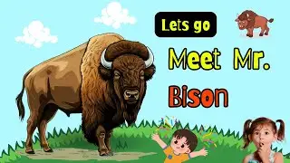 This Animal Is Bigger Than Your Car! 🐂 | American Bison for Kids #kids