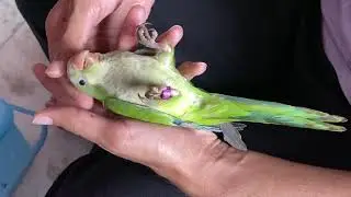 Green Monk Relaxing || Quaker Parrot || Saarims Birdzotic