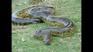 Bushmaster vs Green Anaconda:Venomous Assassin vs Jungle Giant..