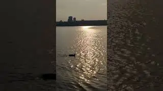 #amazing #duck
