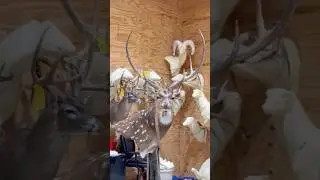 Epic Axis Deer Mount from Hookin B Taxidermy 🔥 #axisaddict #axisdeer #axisbuck #chital #texas