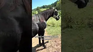 Essential Tips for New Horse Owners