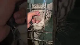 White Tiger Masti Time#shots #lion #attack #tiger #Usama's Tigers