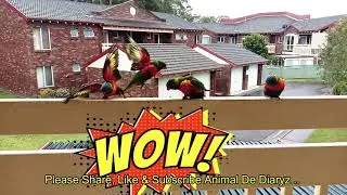 A dominant male Rainbow Lorikeet bully his own peers ? Funny birds videos, Australian wild animals