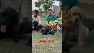 Unique bloodline English Labrador puppies available #youtubeshorts #delhi #gujrat #noida #gurugaon
