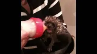 Orphan Baby Hedgehog Bottle Feeding