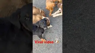 Aaj Ke Din Do Video Viral 🐶| Street Dog Cute Moments | Viral Dog Shorts#ytshorts #streetdog #shorts