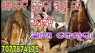 Black skin କୁକୁଡ଼ା ଅଣ୍ଡା ରେ ବସିଛନ୍ତି #youtube #vlog 