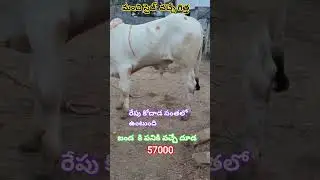 #kodad #santha #trendingshorts #youtubeshorts #