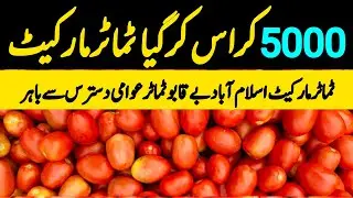 Tomato Market Become Expensive  | 4 October 2025 | Tomato Whoalsale Prices Update 