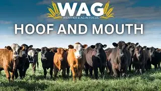 Hoof And Mouth Disease