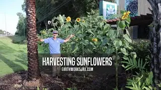 Sunflower Harvest at Earth Works Garden Center