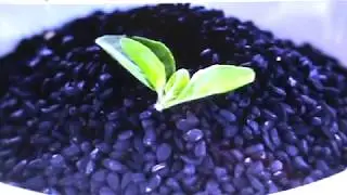 HEALTH NEWS HEADZ UP: BLACK SEED-THE REMEDY FOR EVERYTHING BUT DEATH!