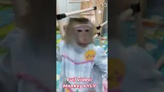 Monkey Lyly gets food for cat Tommy and the ending #shorts #youtubeshorts #cutefunny