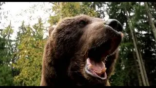 Brown Bear Attacks Hiker Near Barbara Falls, Alaska On July 26th, 2025