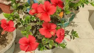 Gudhal ka phool | hibiscus flower plant | flowering plants | गुड़हल का फूल