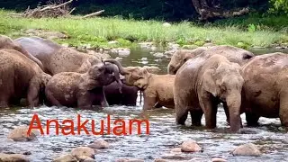 Anakulam Munnar, Group of Wild Elephants #elephant #wildanimals #munnar #anakulam #idukki #kerala 