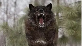 The Term LoneWolf Is Misunderstood