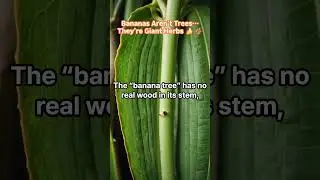 Bananas Aren&rsquo;t Trees&hellip; They&rsquo;re Giant Herbs 🍌🌿