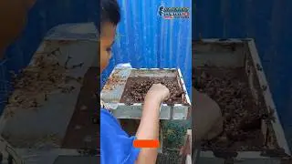 ANAKKU BANTU PANEN MADU KELULUT #shorts #panen #madu #kelulut #trigona #stinglessbee #honey #bee