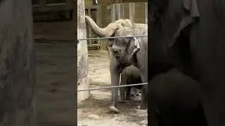 Baby Elephant Oregon Zoo