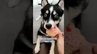 I will never leave you 😊| Pomsky Husky Dog Mix #shorts