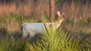 Ochlockonee River State Park FL 2020