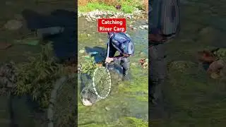 Catching River Carp #carp #usa #shortsfeed #youtubeshorts