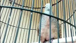 Suara burung perkutut baru belajar bunyi @pheno_shoetrisno #perkutut #perkututlokal #perkututgacor 