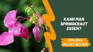 Was ist Springkraut, ist es essbar und wie kann es als Heilmittel verwendet werden?