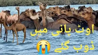  Camel Drowning in Water 😢 | Shocking Reality