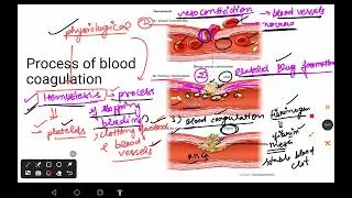 Blood coagulation for EMRS PGT Biology#Haemostasis#intrinsic#extrinsic&common pathway#disorders