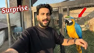 Macow Parrot 🦜 In Mini Zoo Surprise || Shehr Main Dihat 