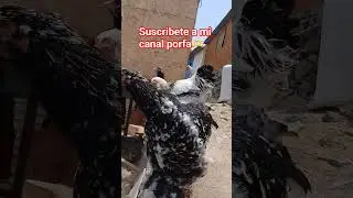 creando bramas