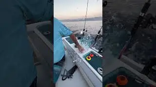Seagame 250 CC Tuna Tube Palamut Aksiyonu