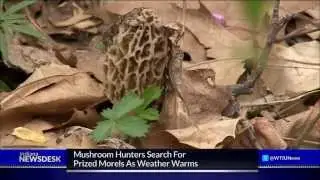 Beginners Tips For Finding Morel Mushrooms