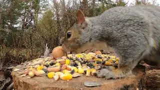 Blue Jays, Squirrel, Common Grackle