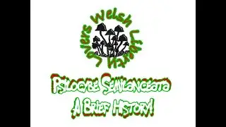 Psilocybe Semilanceata A Brief History