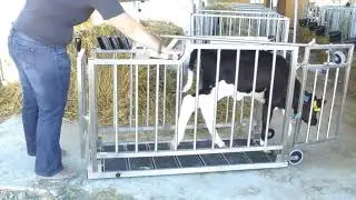 Cân trâu bò - Cân động vật ứng dụng trong chăn nuôi trang trại