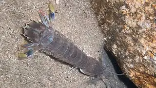Diving Seafood Adventure - All Today's Surprises！--01 #diving #fishing #lobster #crab