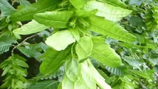 Hornbeam - Carpinus betulus - Agnbeyki - Sk&oacute;gartr&eacute; - Bl&oacute;mgun