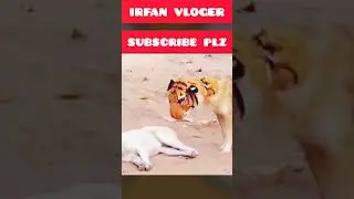 Dog Tiger mask prank