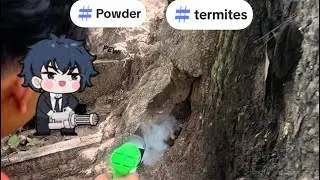 [បញ្ហាសត្វកណ្ដៀរ] #termites #shortsvideo #information  077843543 #shorts #share  #termitecontrol #fy