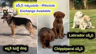 Chippiparai,Lab,gsd dog for sale in telugu/ 83412 27645 /aj pets
