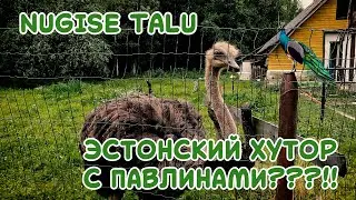 Каких животных можно повстречать на эстонсокм хуторе? Это день открытых хуторов в Nugise talu!